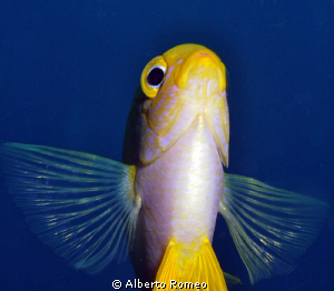 Portrait of an Yekkow Damselfish by below. by Alberto Romeo 
